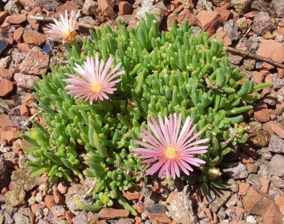 20130701_121558.jpg (208.35 KiB) 25182 mal betrachtet Delosperma 'Kelaidis'
