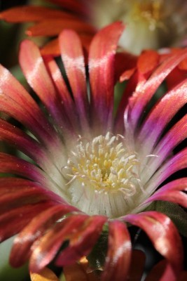 Delosperma dyeri 'Red Mountain' 03.JPG