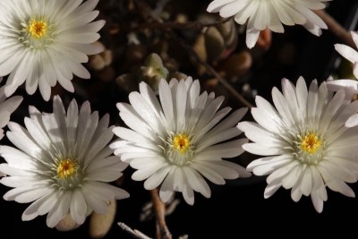 Delosperma karooensis 'Graaf Reinet' 01.JPG