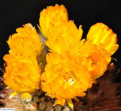 Parodia1.JPG