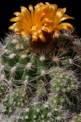 Parodia comarapana 01.JPG