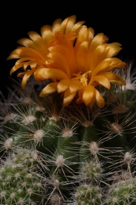 Parodia comarapana 02.JPG