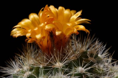Parodia comarapana 03.JPG