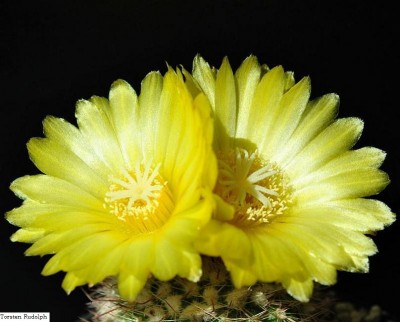 Parodia P 141.JPG