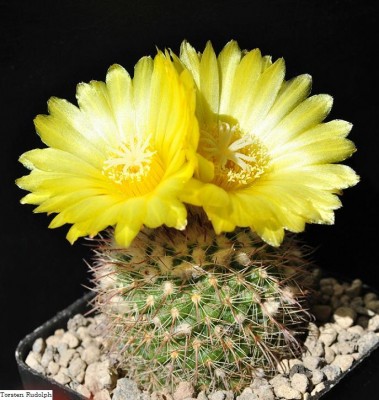 P. wagneriana P 141.JPG