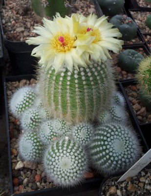 20130708_163124.jpg (185.93 KiB) 19052 mal betrachtet Notocactus scopa subsp. marchesii DV73d