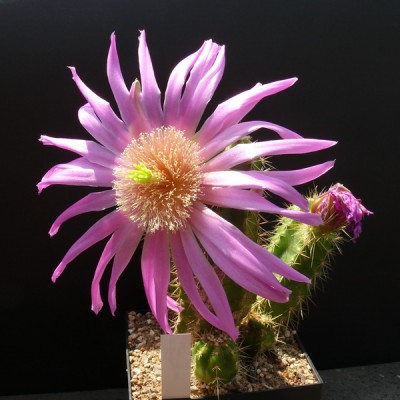106 P1110285 Echinocereus viereckii..jpg