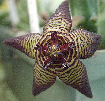 Stapelia cedrimontana.jpg