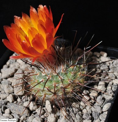 Parodia faustiana.JPG