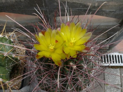 109 P1110327 Ferocactus hamatacanthus.jpg