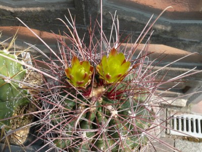 108 P1110325 Ferocactus hamatacanthus.jpg