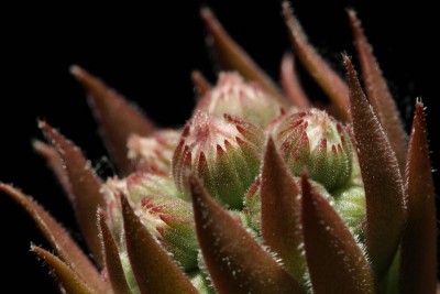 Sempervivum x 02.JPG