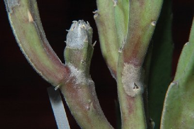 Stapelia_Pilz_1_100.jpg