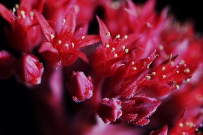 Sedum sempervivoides 04.JPG