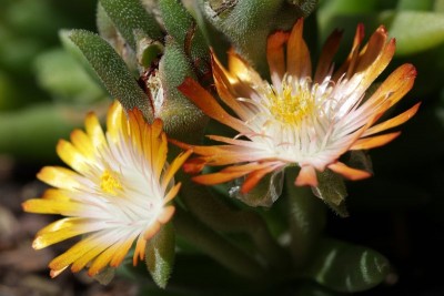 Delosperma 'Jewel of Desert Topaz'.JPG