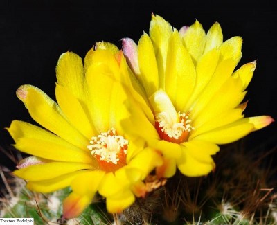 parodia11.JPG