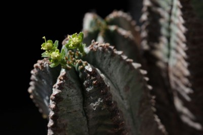 Euphorbia x horrida 01.JPG