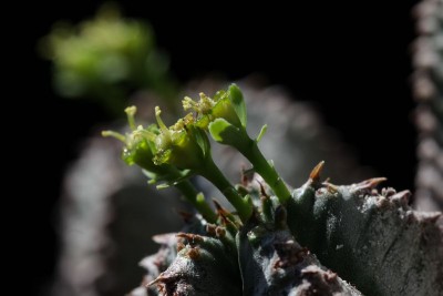 Euphorbia x horrida 02.JPG