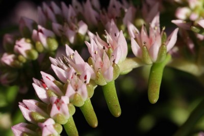 Sedum pulchellum 07.JPG