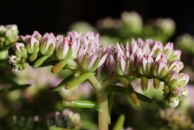 Sedum pulchellum 05.JPG