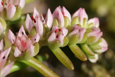 Sedum pulchellum 04.JPG