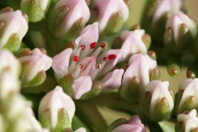 Sedum pulchellum 03.JPG