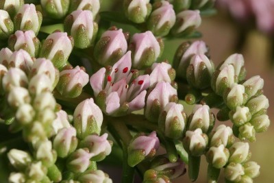 Sedum pulchellum 02.JPG