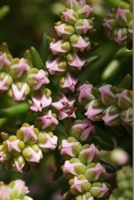 Sedum pulchellum 01.JPG