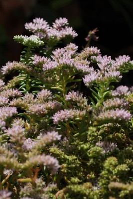 Sedum pulchellum 03.JPG