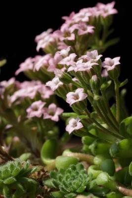 Sedum pilosum 01.JPG