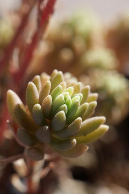 Sedum hispanicum 01.JPG