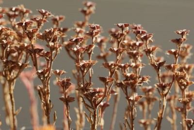 Sedum hispanicum 09.JPG