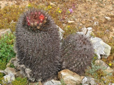 Fero auf San Benito