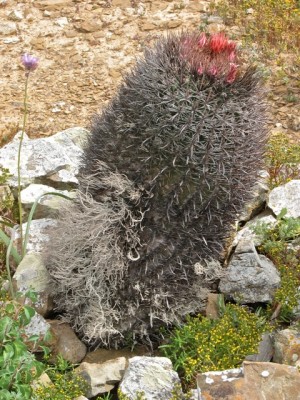 Fero auf San Benito