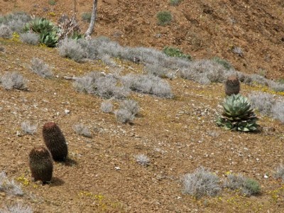 IMG_0506.jpeg (189.56 KiB) 10932 mal betrachtet Fero auf San Benito