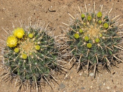Ferocactus wislizeni
