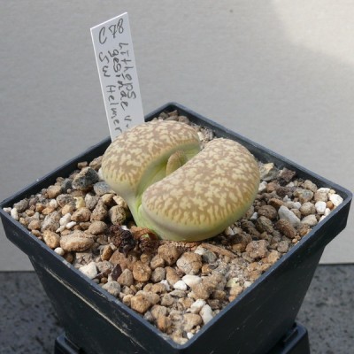 111 P1110378 Lithops gesinae var. annae...jpg