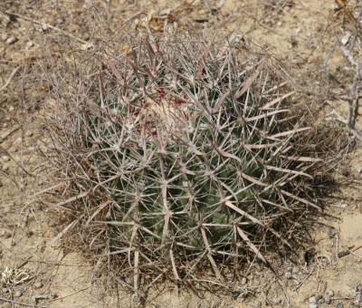 Feroc_fordii ssp borealis_bei El Socorro_IMG_1557-a.jpg