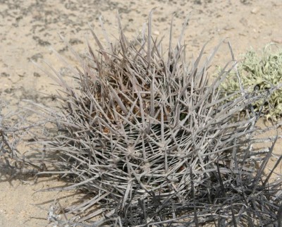 Feroc_fordii_Laguna Ojo de Liebre_IMG_0601-a.jpg