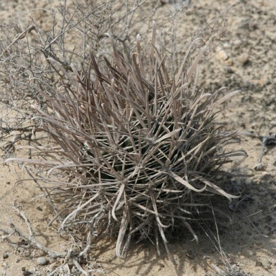 Feroc_fordii_Laguna Ojo de Liebre7_IMG_0599.jpg
