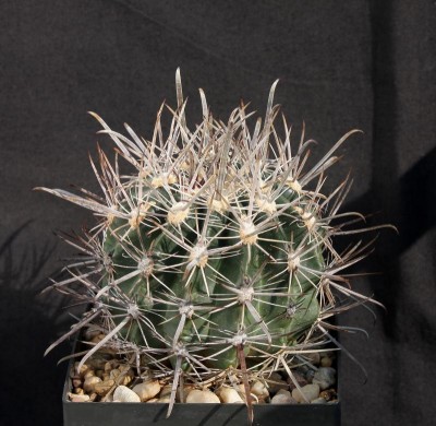 Feroc_fordii_ssp fordii_Isla Natividad_0579-a.jpg