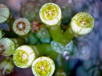 aufgeschnittene Blüten vom Pseudolithos caput-viperae