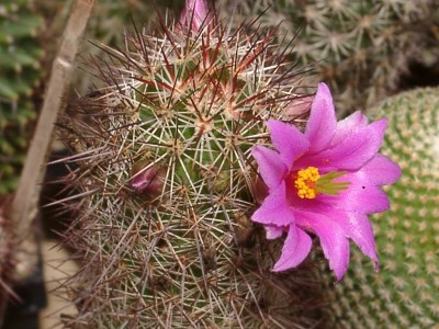 mammillaria occidentalis1.jpg