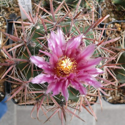 113 P1110603 Ferocactus fordii..jpg