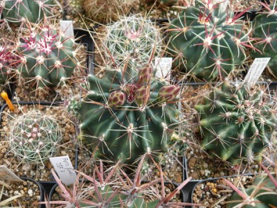 115 P1110607 Ferocactus hamatacanthus v. sinuatus.jpg