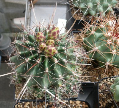 114 P1110606 Ferocactus hamatacanthus v. sinuatus..jpg
