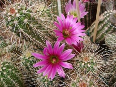 E. llanuraensis San Carlos, Son., Mex..JPG