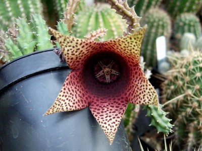 Stapelia spec..JPG (78.75 KiB) 21849 mal betrachtet Stapelia spec. <br />Ich vermute eher Huernia.