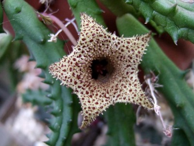 Stapelia spec..JPG (70.15 KiB) 21849 mal betrachtet Ebenfalls Stapelia spec. ohne jeden weiteren Kommentar.