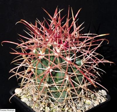 Feros9 (6).JPG